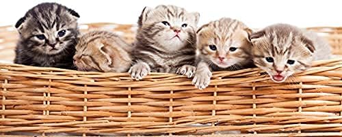 Spa Pure Kittens in Basket: 6 Adorable Kittens Hiding Inside Each Colorful Bath Bomb, XL 5 oz Each (6 Count) Pack of 1, Multicolor